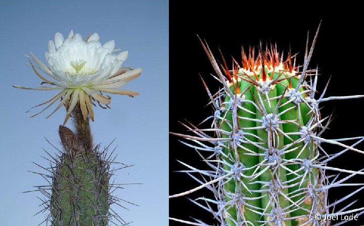 Trichocereus taquimbalensis ©JL4374